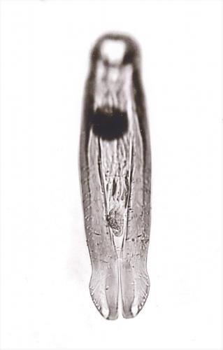 Microsaprinus gomyi